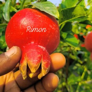 Rimon